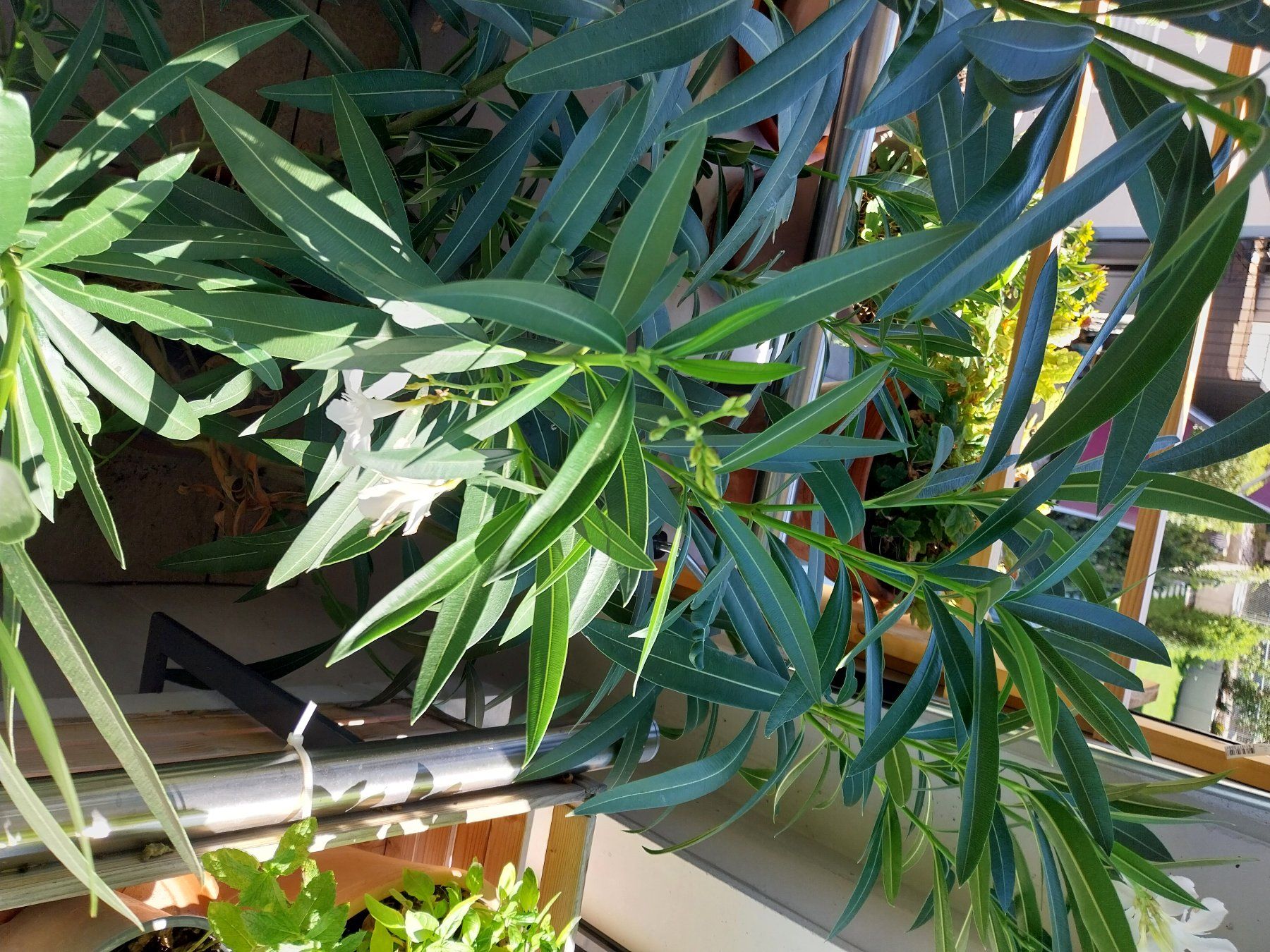 Plantes & graines: Oleanderpflanze mit weissen Blüten – D'occasion à Oberrieden par karin3000 2
