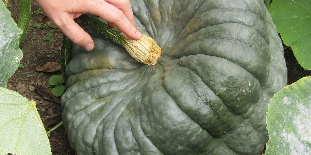 Piante & sementi: 12 Samen QUEENSLAND BLUE Kürbis – Nuovo (secondo la descrizione) da Ehrendingen venduto da VerveinaSamen 3