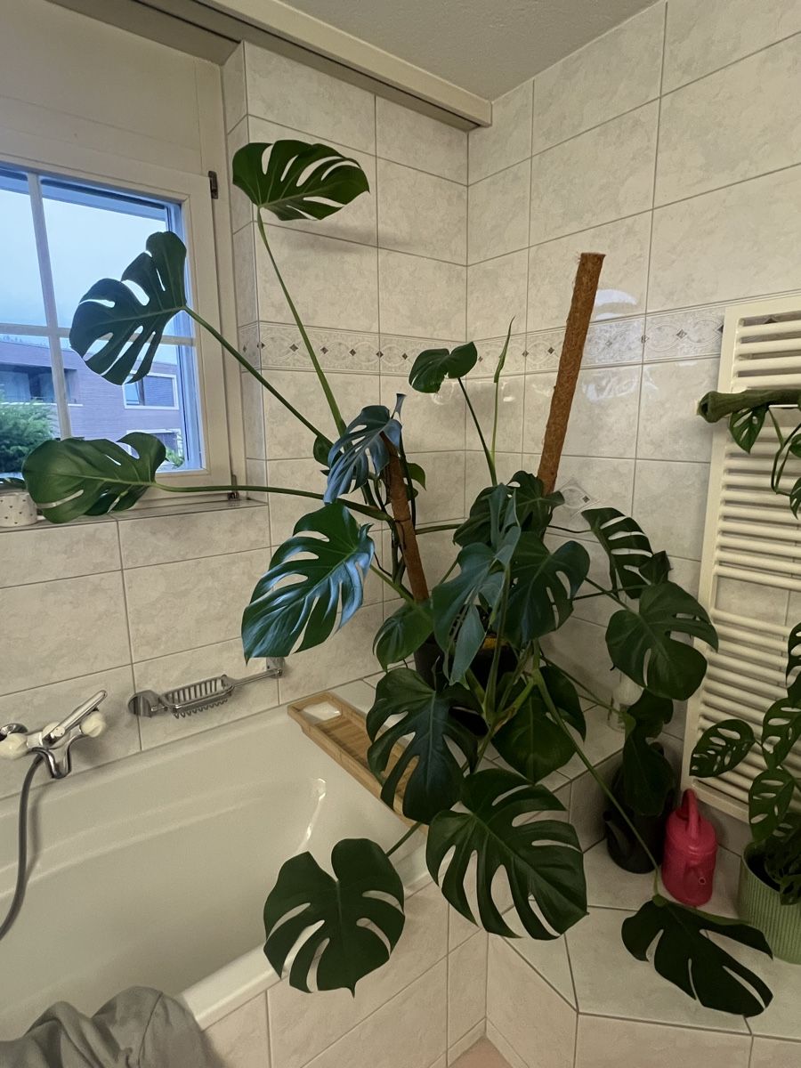 Piante & sementi: Monstera Deliciosa – Usato da Reinach AG venduto da Manuel63637 3