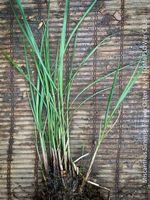 MISCANTHUS SINENSIS ‘FERNER OSTEN’ - Ziergras für Garten