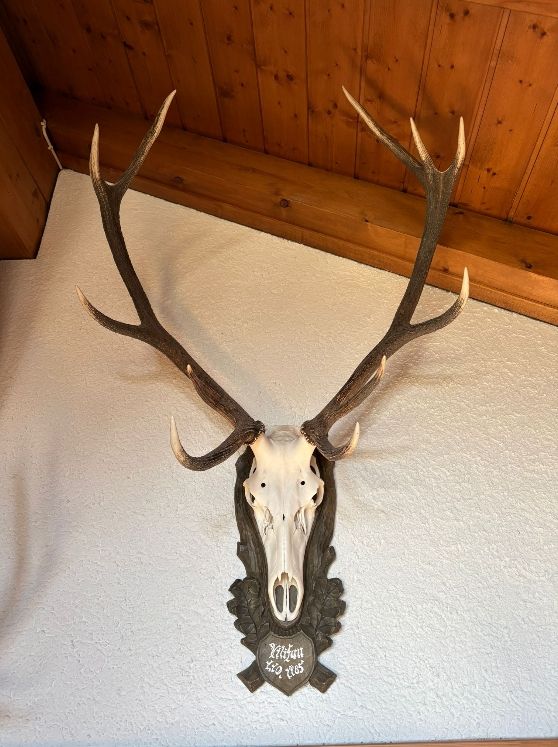 Il mondo degli animali: Hirschgeweih mit Trophäenschild, Hirschgeweih, Kronenhirsch – Usato da Wettingen venduto da Bwalti
