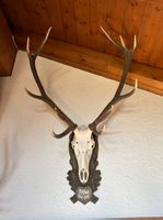 Hirschgeweih mit Trophäenschild, Hirschgeweih, Kronenhirsch