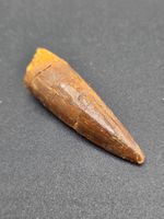 Spinosaurier - Fossiler Zahn - Spinosaur Aegyptiacus - 5 cm