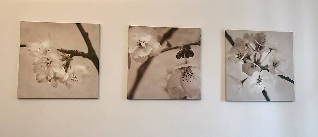Foto & Immagini: Bilder Kirschblüten – Usato da Luterbach venduto da roxy_world