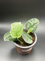 Scindapsus pictus Silver Ann (1-2)