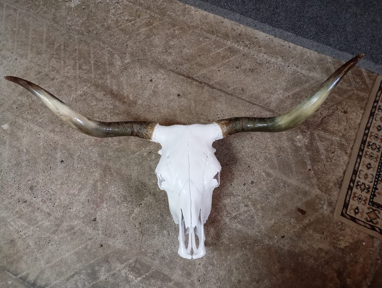 Il mondo degli animali: Kuhschädel Schottisches Hochlandrind – Nuovo e nell'imballaggio originale da Oberneunforn venduto da riha99