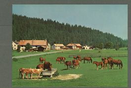 AK color Franches- Montagnes JU Pferde im pâturage ≈ 1978 