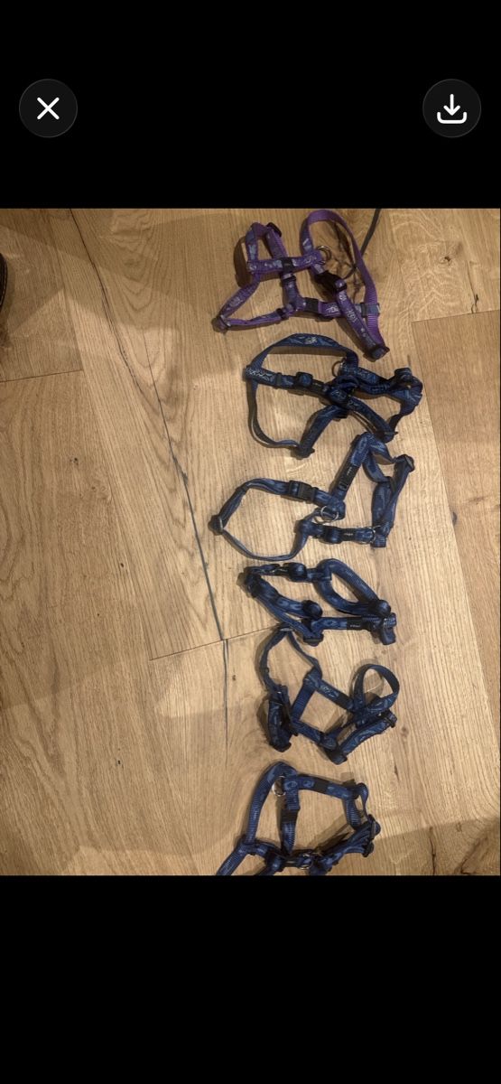 Leine & Halsband: 50 Stück neue Hundegeschierre – Neu (gemäss Beschreibung) aus Trübbach von alder.m 3