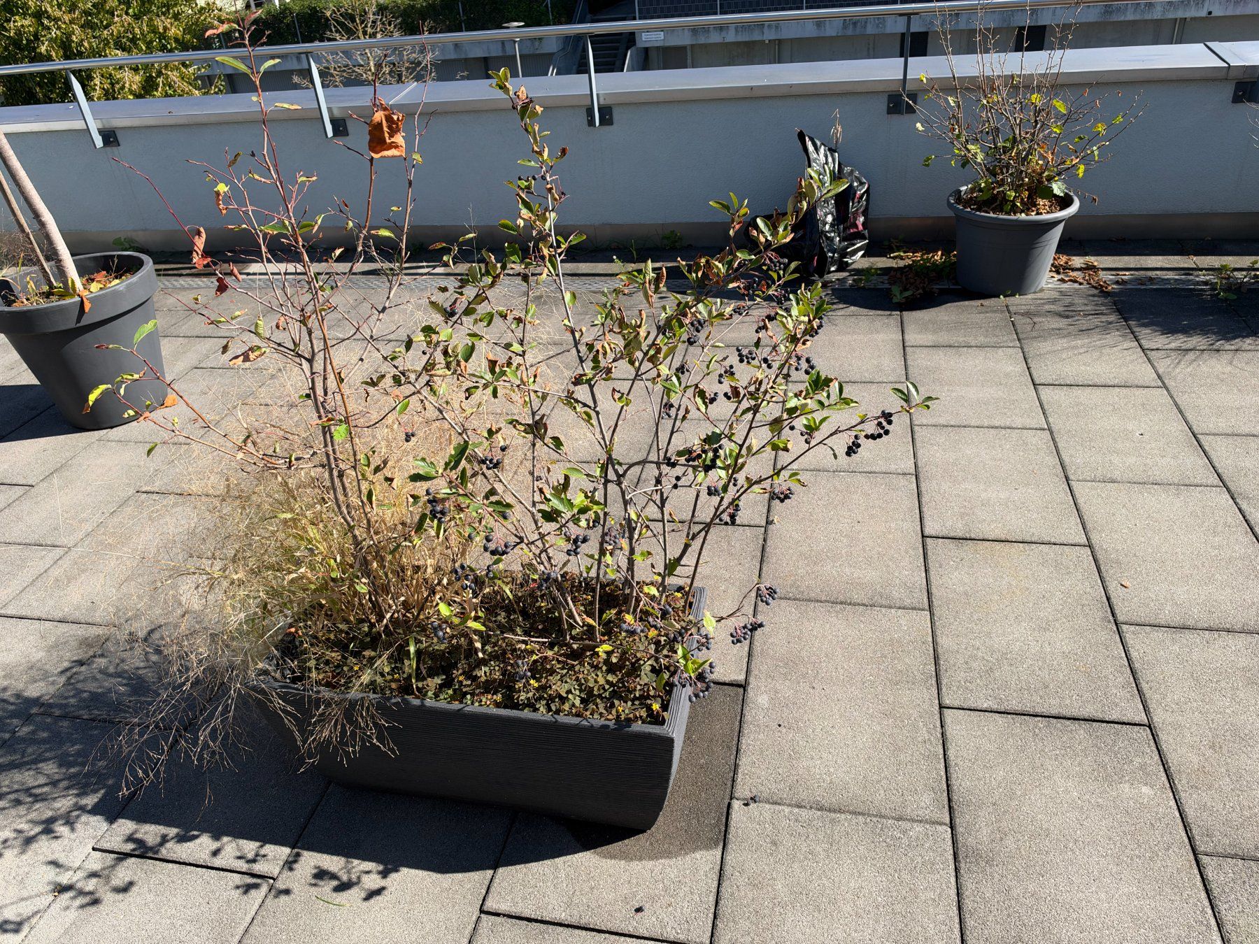Piante & sementi: Apfelbeere + Hirse – Usato da Root venduto da calmchris 2