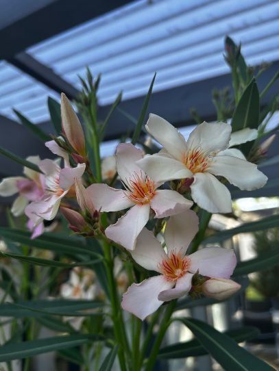 Plantes & graines: Oleander Farbe Abricot – D'occasion à Egliswil par didiflu 4