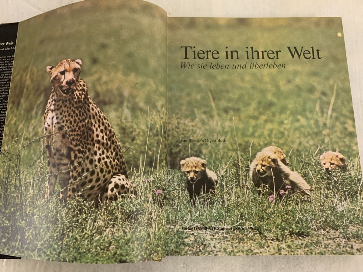 Libri: Tiere in ihrer Welt - Illustriertes Buch – Nuovo (secondo la descrizione) da Erlenbach ZH venduto da Ritschly