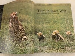 Tiere in ihrer Welt - Illustriertes Buch