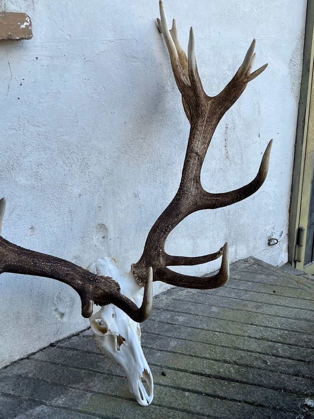 Altre raccolte & rarità: Hirsch Geweih 11,7 Kg riesig! – Usato da Vaduz venduto da Vella007 8