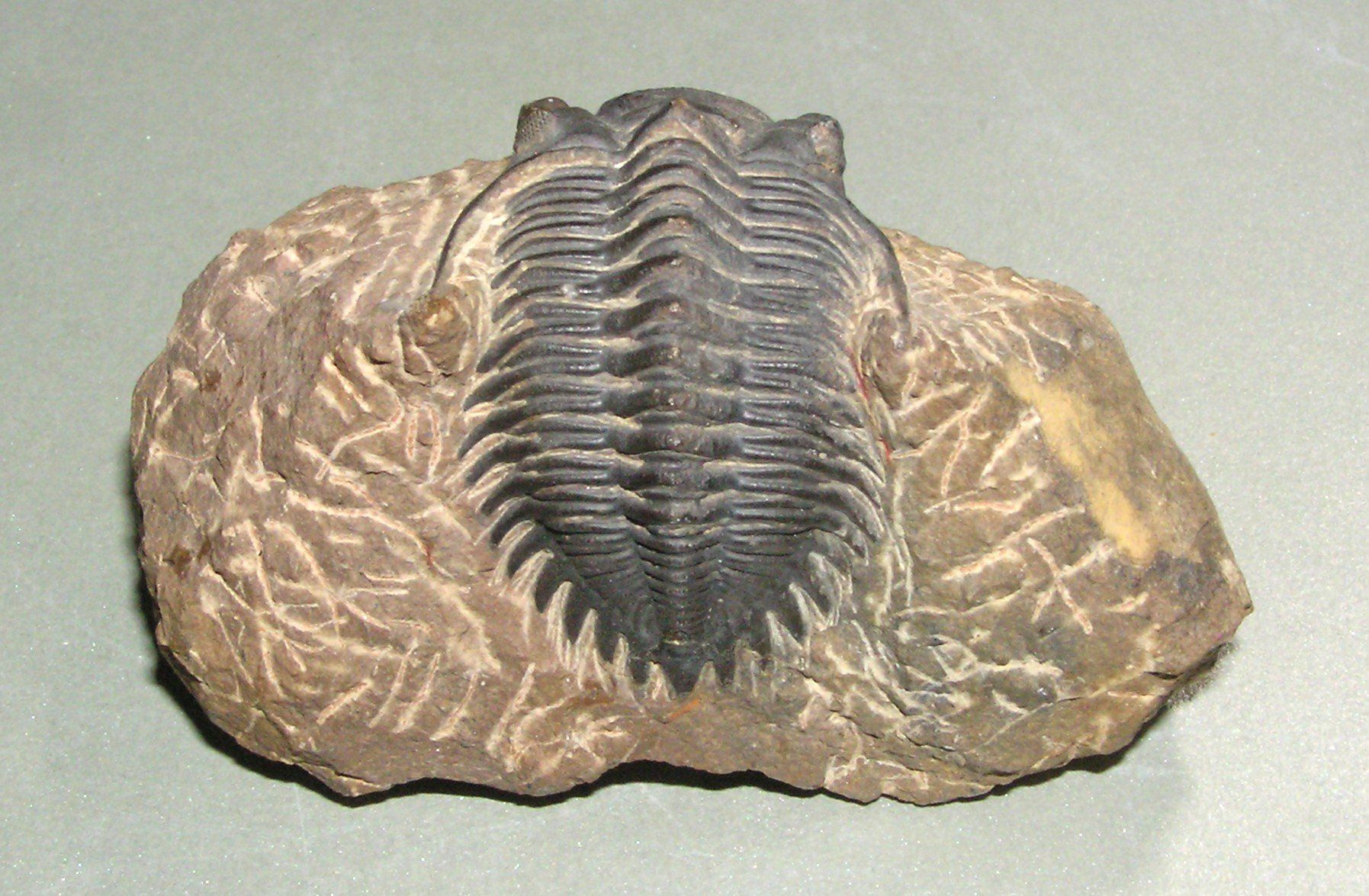 Fossiles: FOSSIL TRILOBIT MAROKKO – D'occasion à Grenchen par Antique-hunter 2