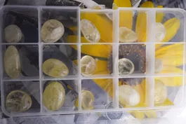 Citrin Trommelstein Brasil  15 Stück  in Box