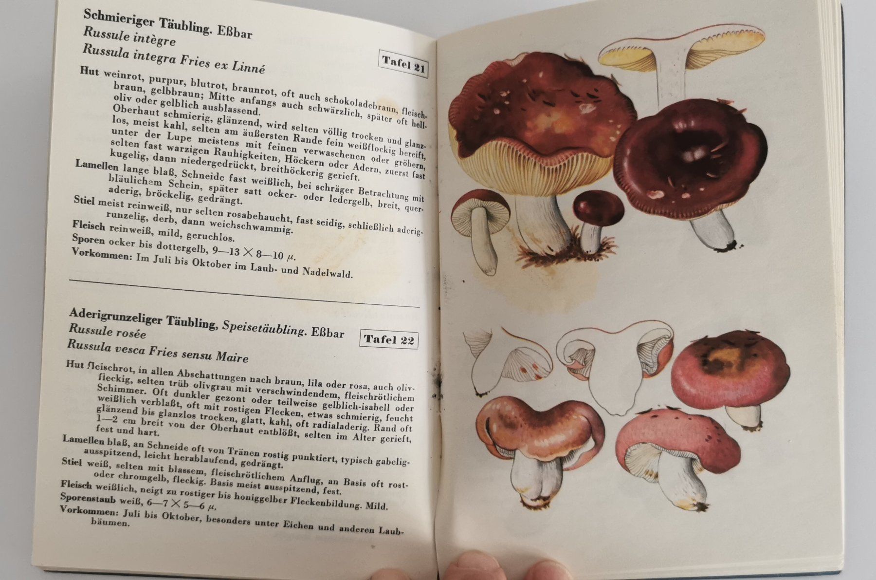 Libri: altes Pilzbuch – Usato da Aadorf venduto da Chnorli-Furz 1
