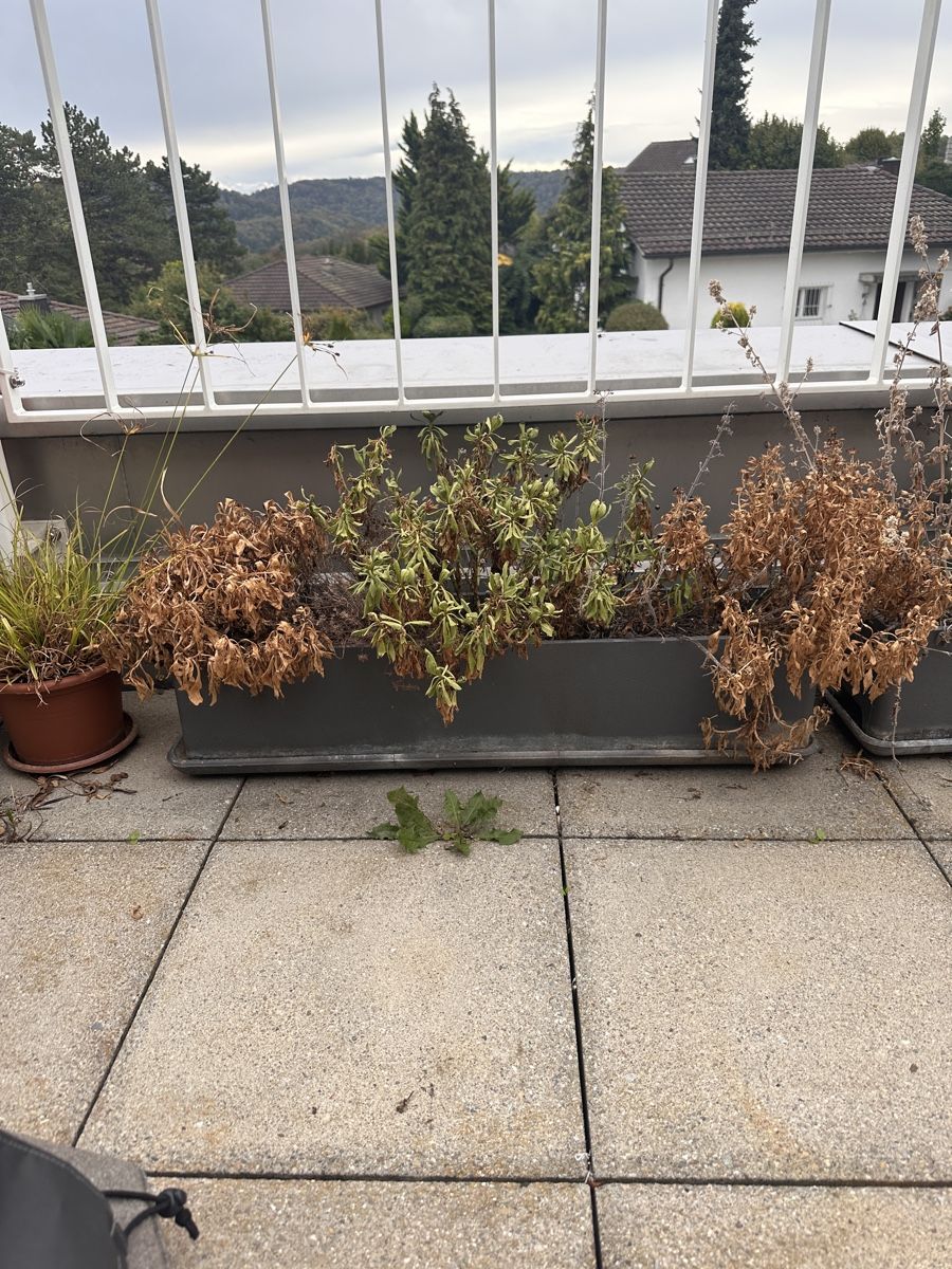 Eternit Vasi per fiori: Pflanzkästen für Terrasse Oder Balkon – Usato da Bergdietikon venduto da che_nqc8 1