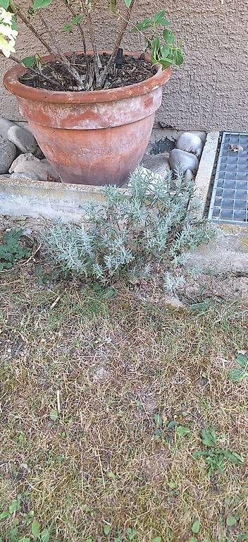 Vasi per fiori: Lavendel – Usato da Madiswil venduto da Oleander2