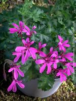 Pelargonium Ionidiflorum - filigrane Schönheit