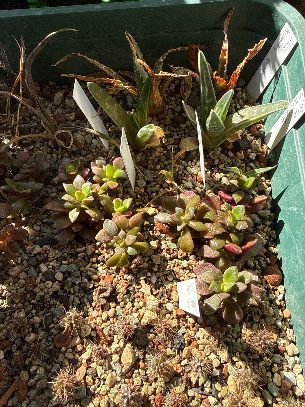 Piante & sementi: Anacampseros refuscens variegata – Nuovo (secondo la descrizione) da Rorbas venduto da SimS0n 2