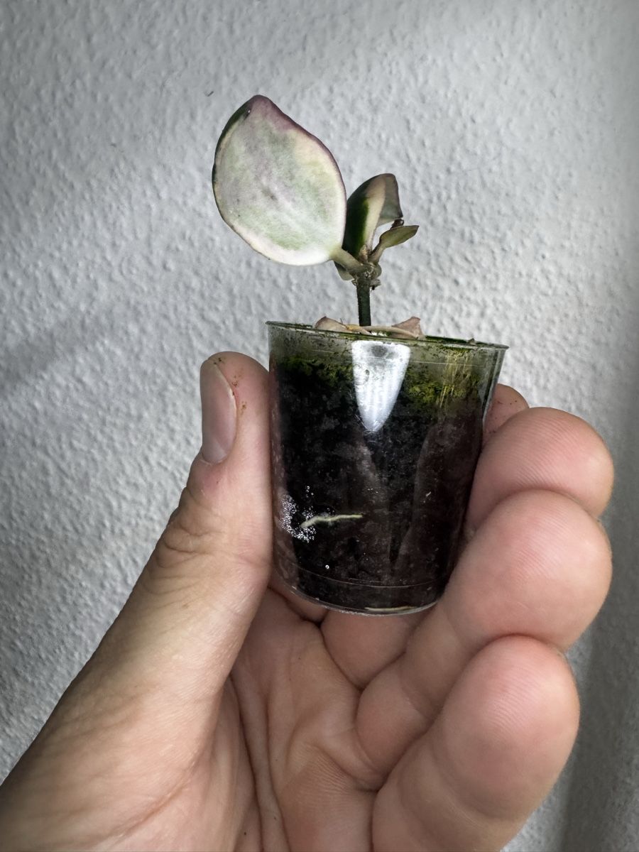 Piante & sementi: Hoya incurvula 'Palta' albomarginata – Usato da Zürich venduto da thishoyaofmine 1
