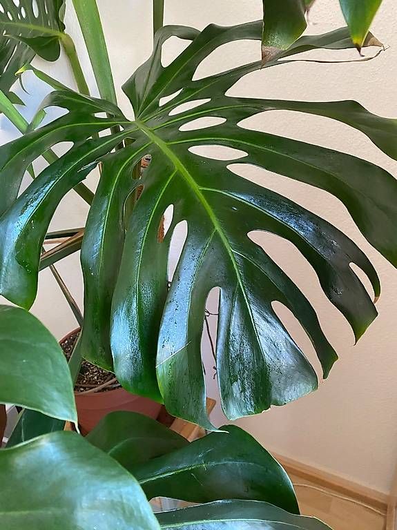Plantes & graines: Monstera Deliciosa xxl Kopfsteckling  – D'occasion à Pratteln par Sylvie027