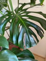 Monstera Deliciosa xxl