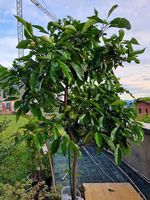 Pianta di limone 4 stagioni