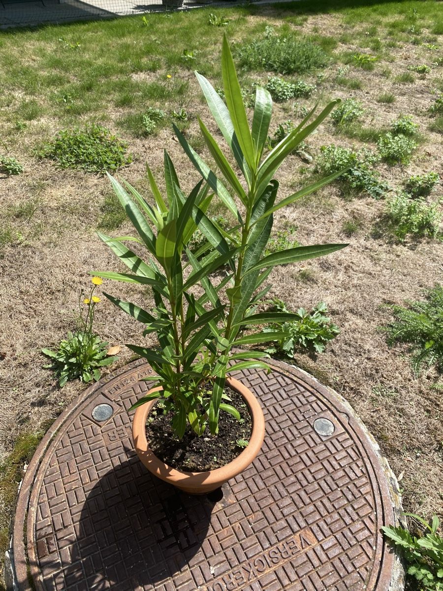 Plantes & graines: Oleander dunkelrosa – D'occasion à Alchenflüh par smart-