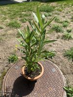 Oleander dunkelrosa