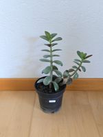 Geldbaum Setzling ca. 18 cm hoch (Nr. 5)