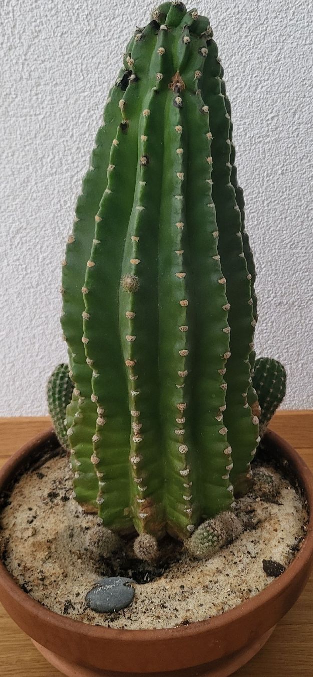 Plantes & graines: Kaktus 34cm – D'occasion à Zürich par fil_9chq 2