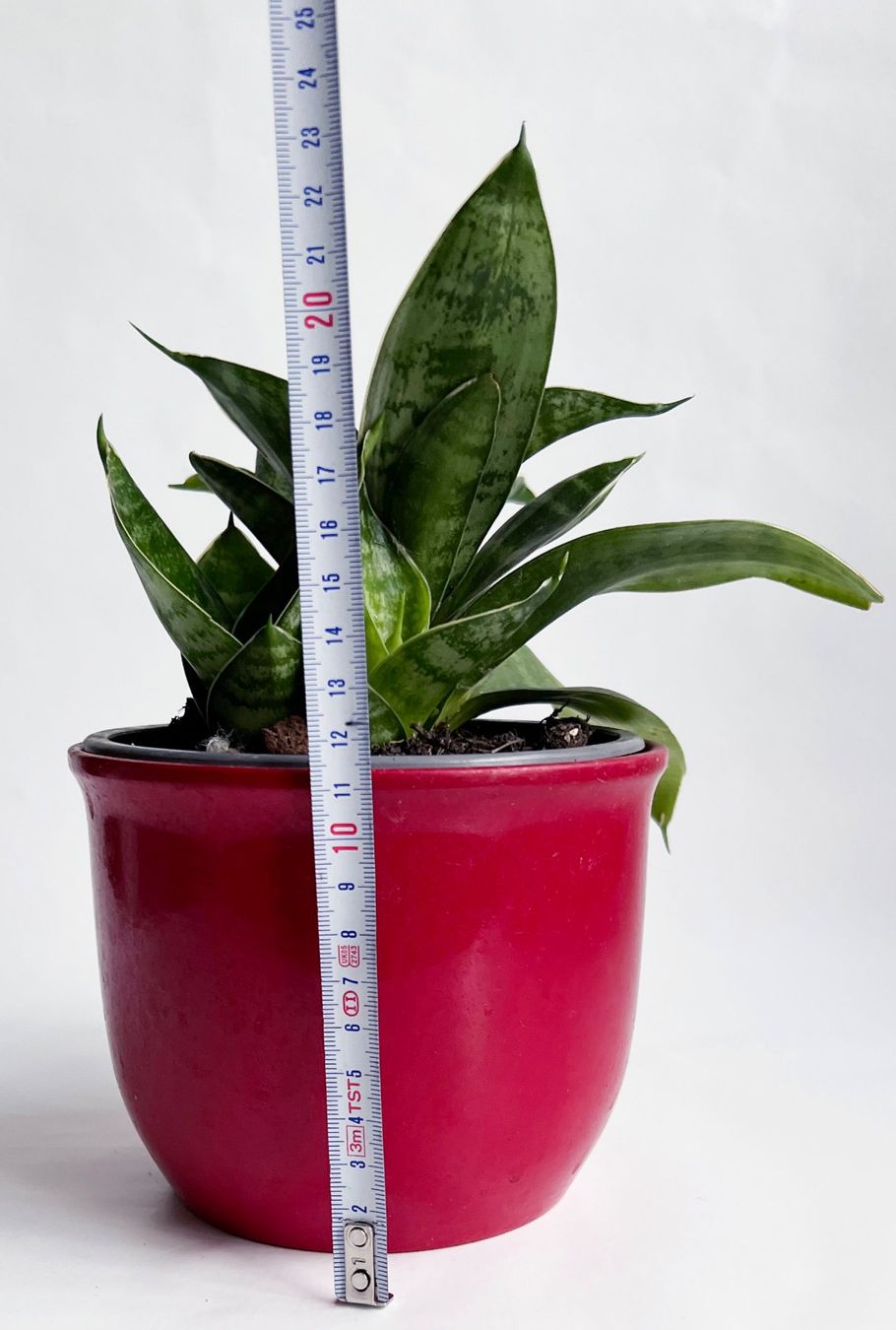 Pflanzen & Samen: Sansevieria***** – Neu (gemäss Beschreibung) aus Dübendorf von Orchid18 3