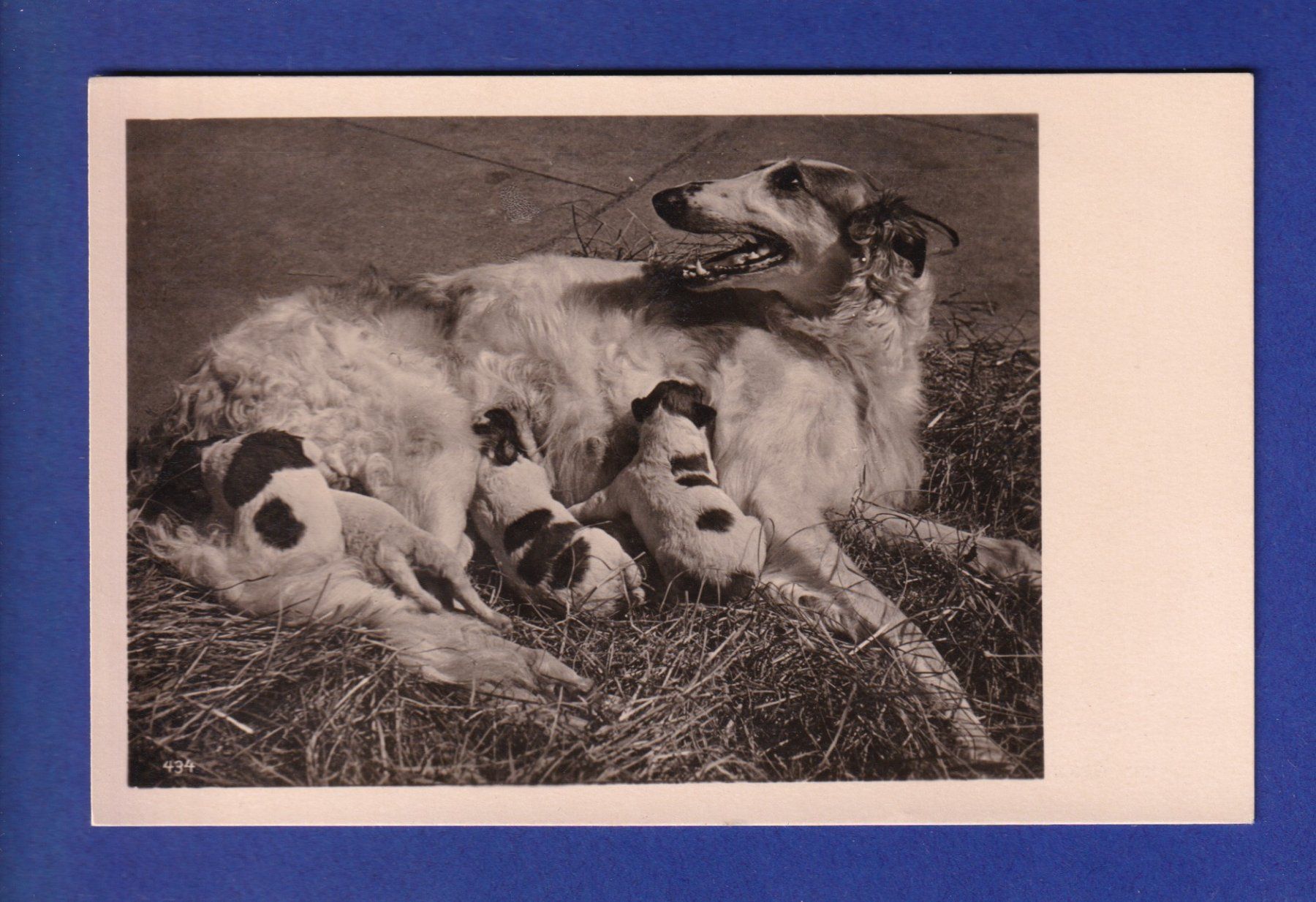 Cartoline postali: CHIEN - Chiots – Usato da Pully venduto da nicecards-shop