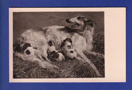 CHIEN - Chiots
