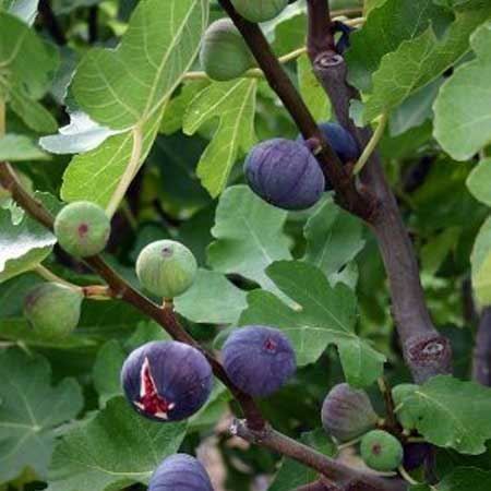 Piante & sementi: Figuier rustique 2x  noire de Caromb -15 – Nuovo (secondo la descrizione) da Bremblens venduto da FIBONACCI369 1