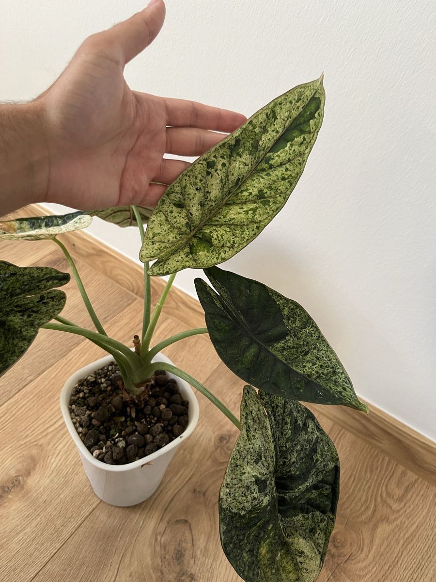 Pflanzen & Samen: Alocasia Dragon Scale Mint – Gebraucht aus Basel von philuftikuss 1