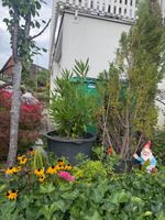 Wunderschöne Oleander 
