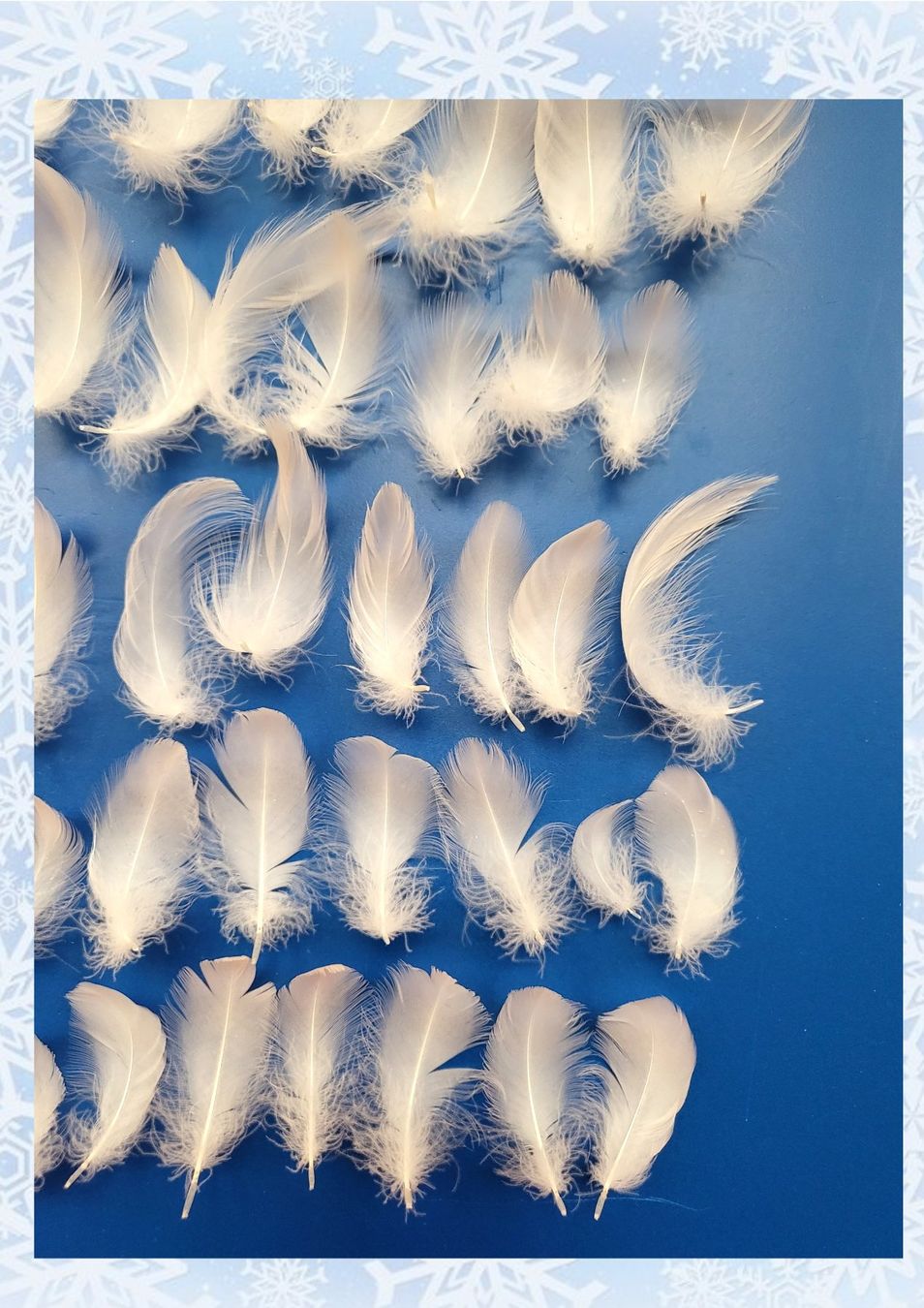 Il mondo degli animali: Flamingo-Federn flauschig;  60 Stk. 4...9 cm lang – Usato da Linden venduto da Mb2bb 1