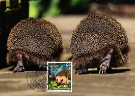 Maximumkarte Tier des Jahres 2026 - Igel