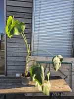 Monstera Deliciosa Zimmerpflanze 