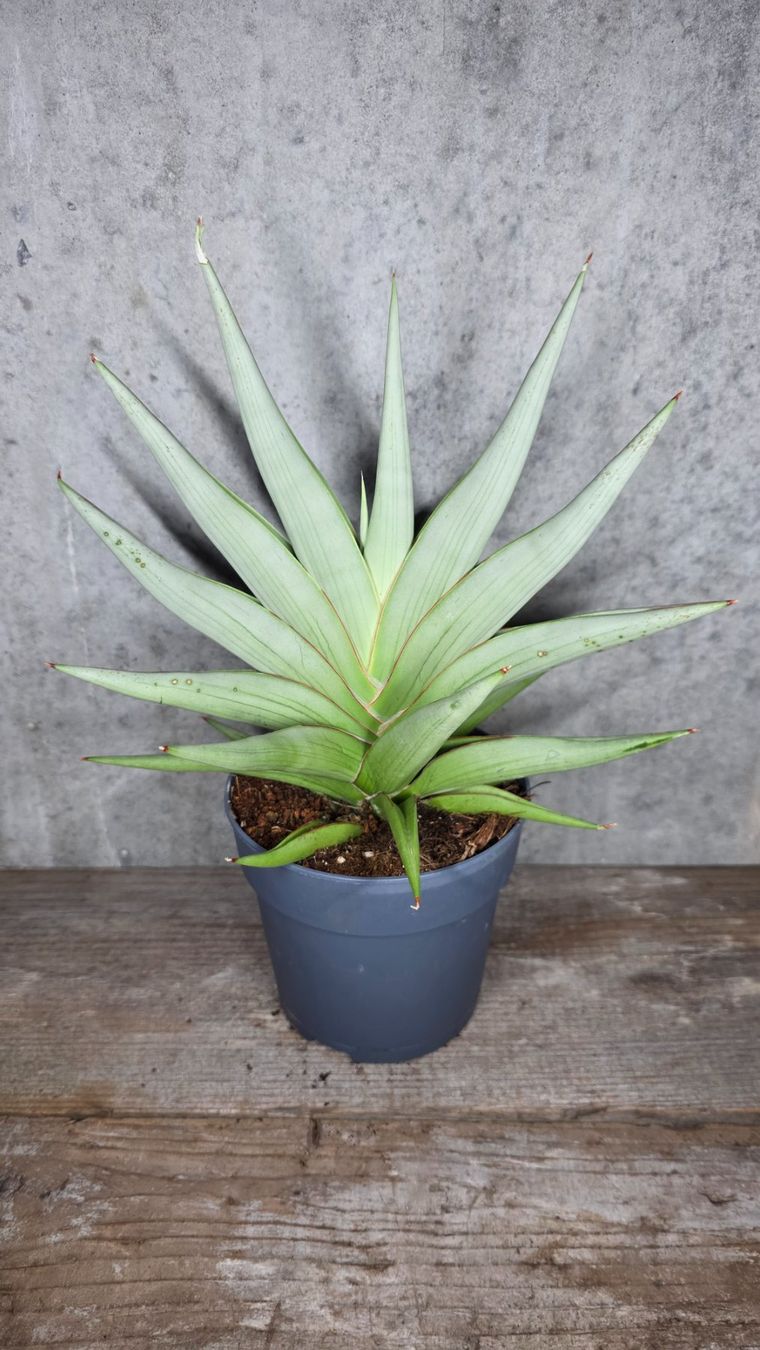 Piante & sementi: Sansevieria 'Chanin Crown' – Nuovo e nell'imballaggio originale da St.Erhard venduto da Plumilandschweiz