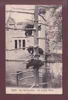 BERN - Bärengraben - Die jungen Bären - 1915