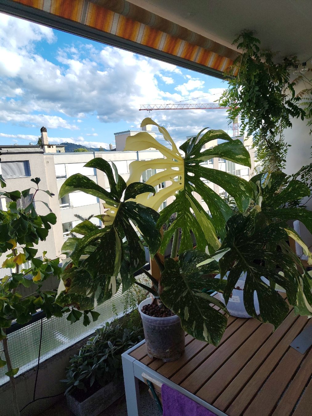 Plantes & graines: Monstera Thai Constellation Large Form – D'occasion à Bern par Cudi93
