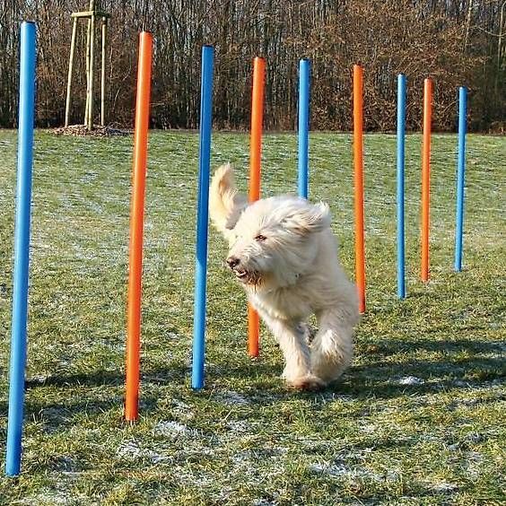 Spielzeuge: Dog Activity Agility Slalom blau/orange – Gebraucht aus Lyss von Zooroco 1