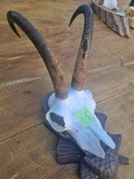 Gamsbock