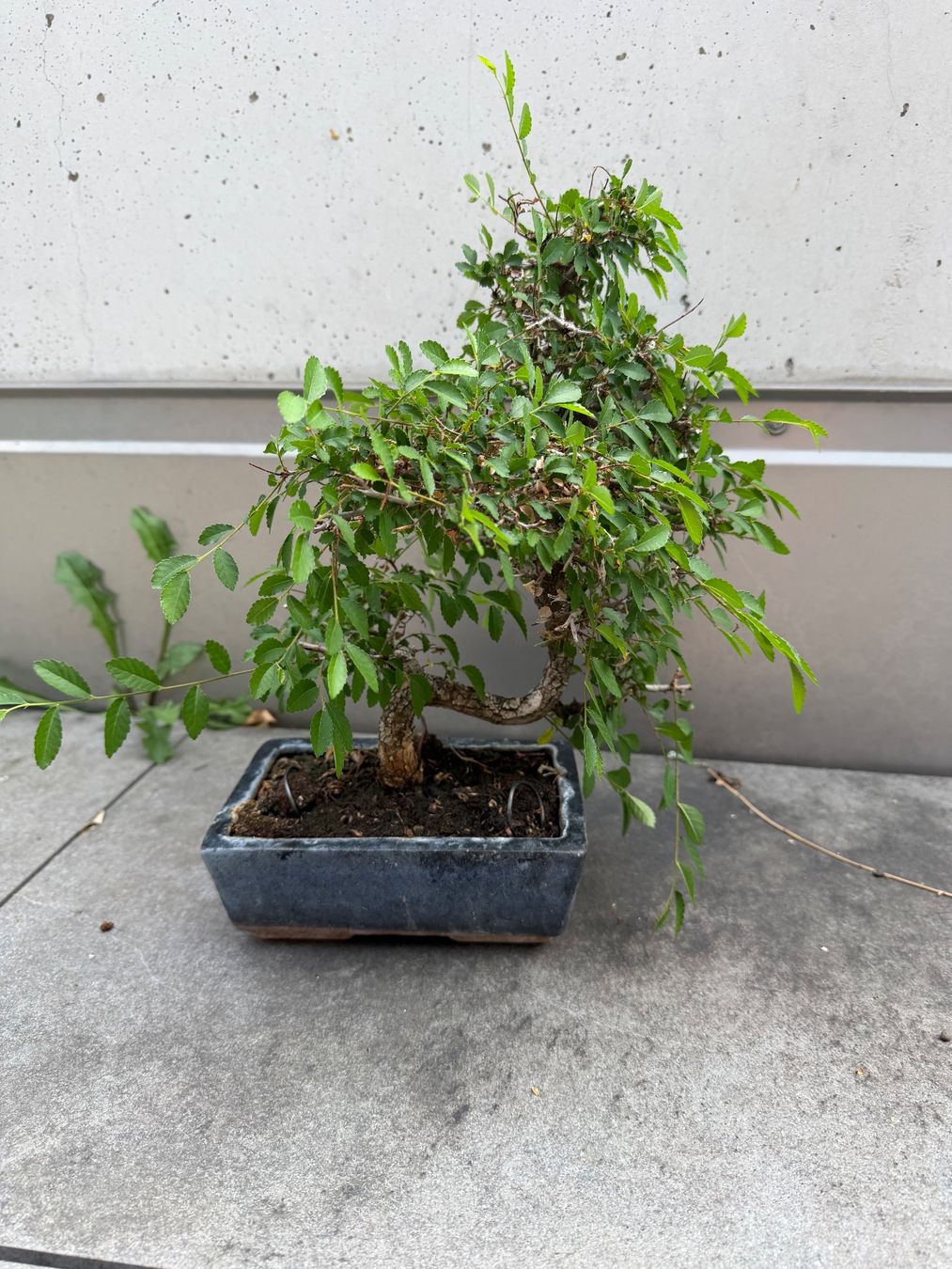 Piante & sementi: Bonsai Chinesische Ulme – Usato da Ennetbaden venduto da miboo 1