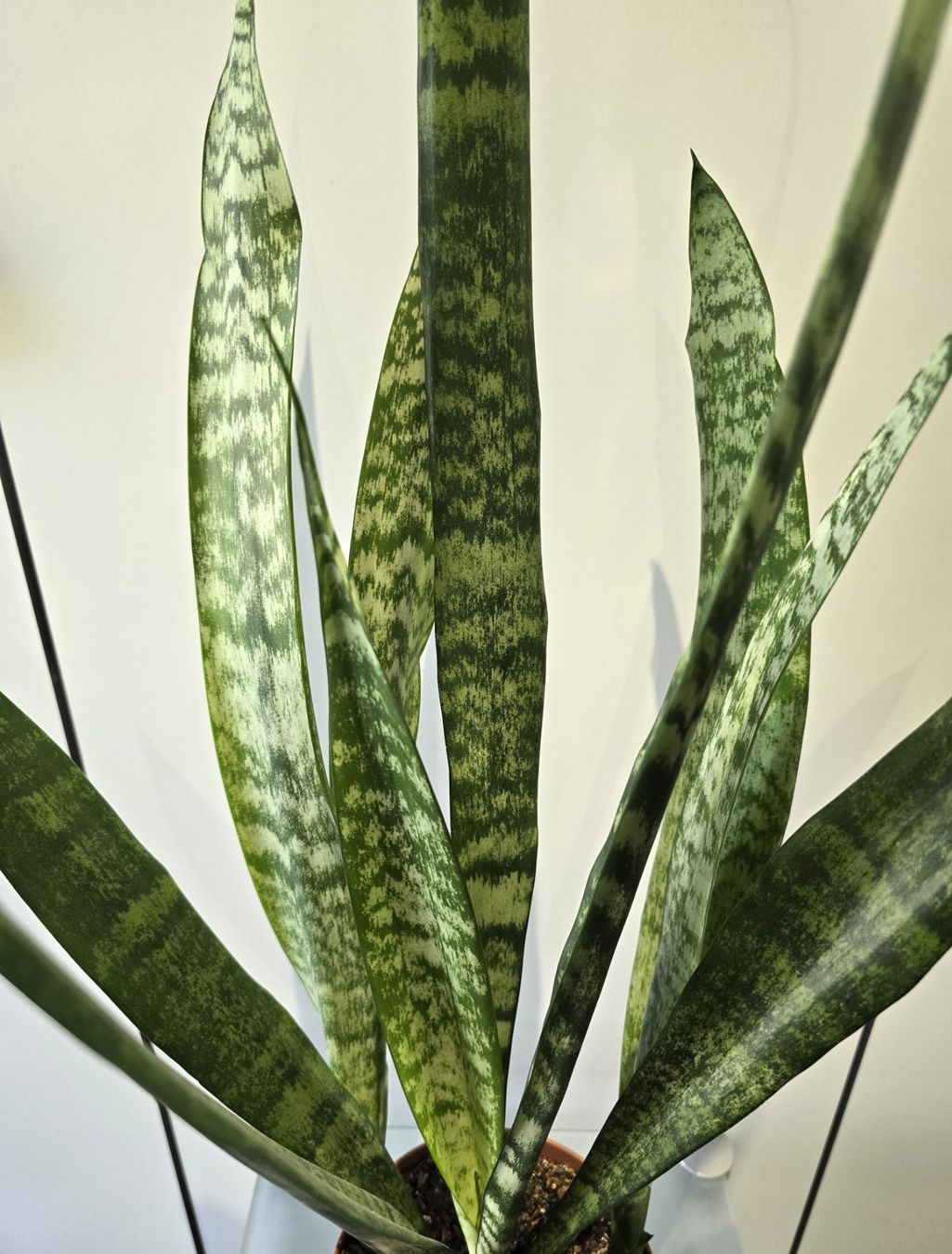 Piante & sementi: Pflanze Sansevieria / Bogenhanf 82 cm – Usato da Oetwil an der Limmat venduto da dhantal 3