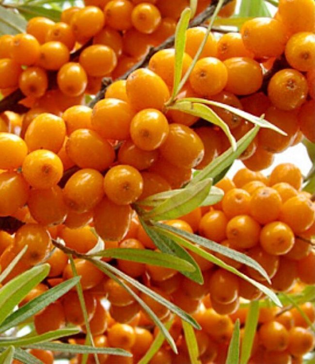 Ab 1. fr 5 Samen HIPPOPHAE RHAMNOIDES Sanddorn Kaufen auf Ricardo