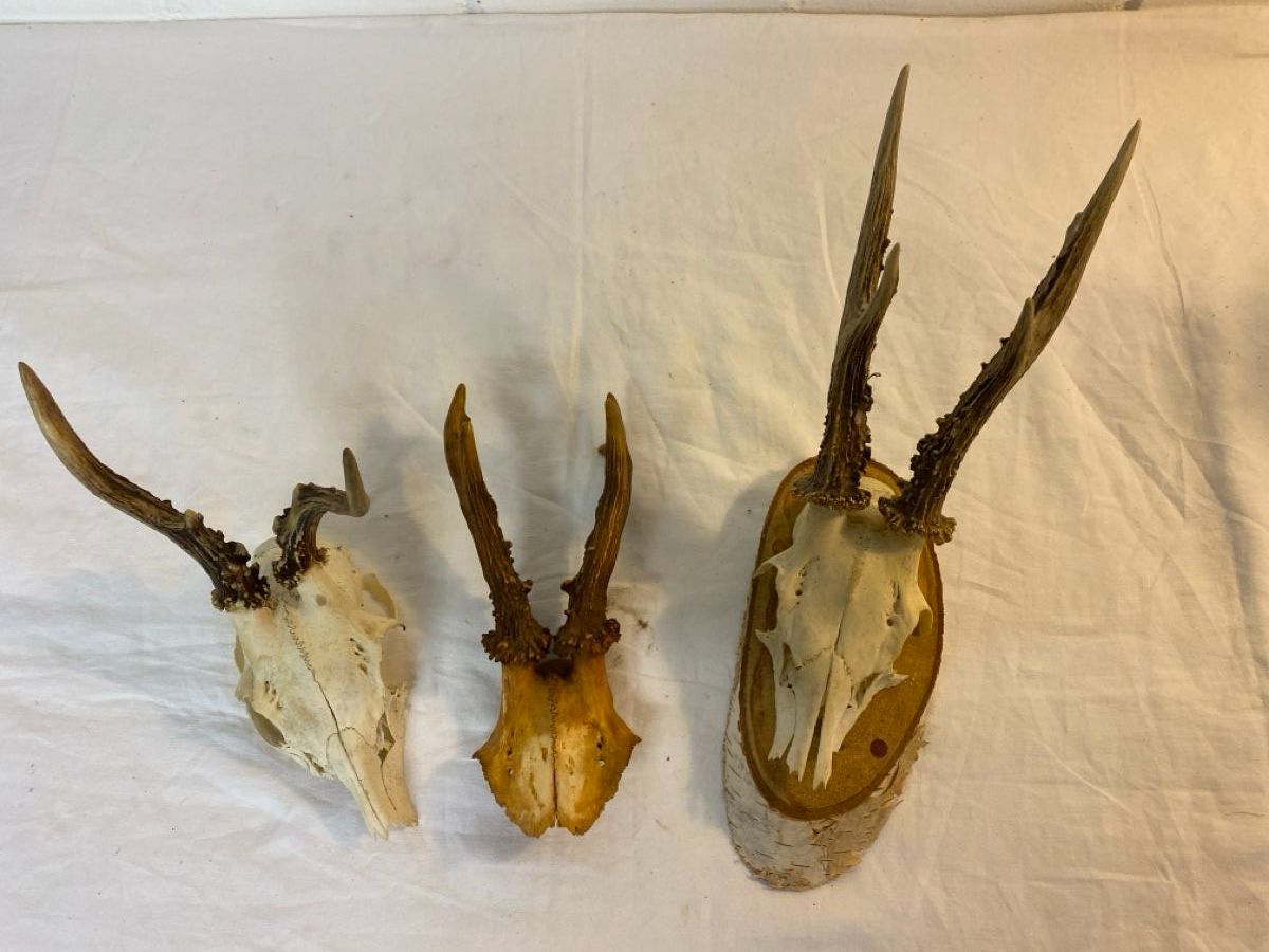 Il mondo degli animali: Rehbock Gehörn Trophäe Jagd Deko – Usato da sursee venduto da trilli-tralli 1